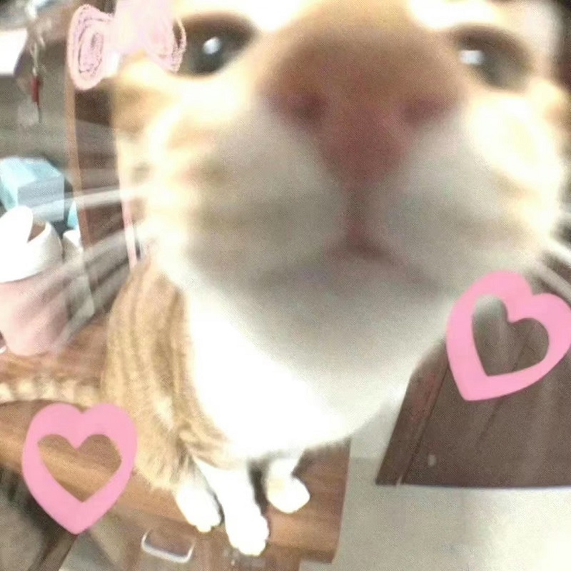 avatar đôi vô tri con mèo 2