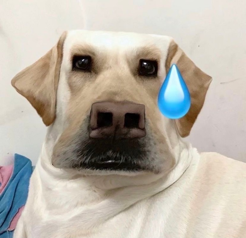 avatar đôi vô tri chó hài hước 1