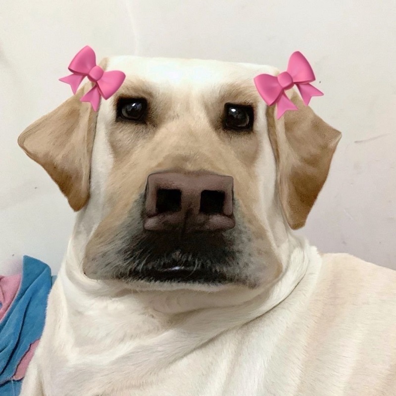 avatar đôi vô tri chó hài hước 2