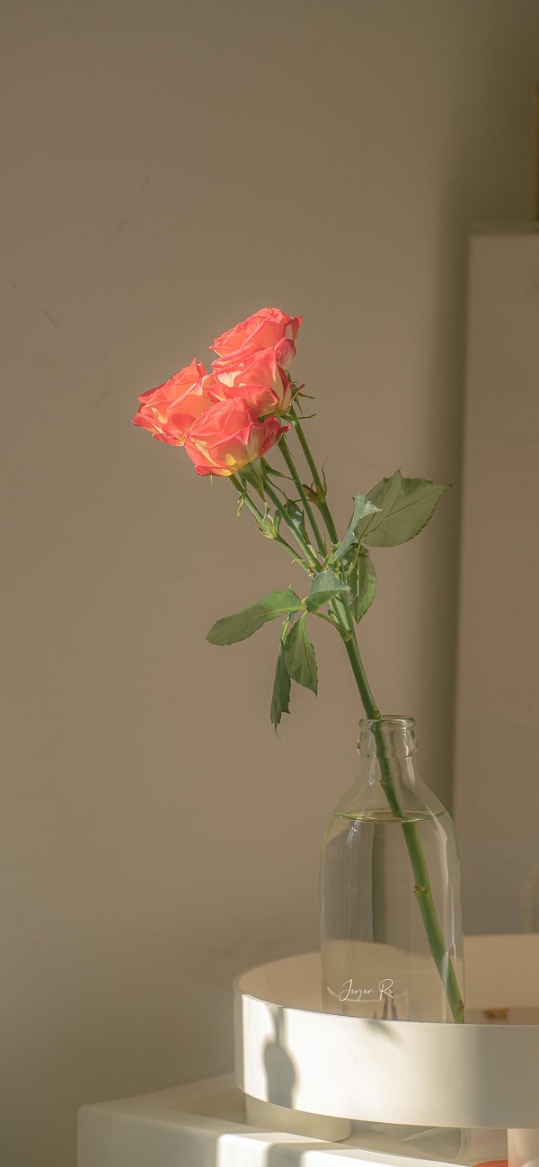 hình nền bông hoa hồng đẹp​ 1