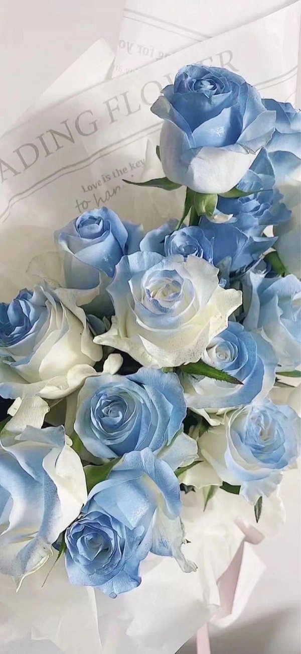 hình nền đẹp về hoa hồng​ 