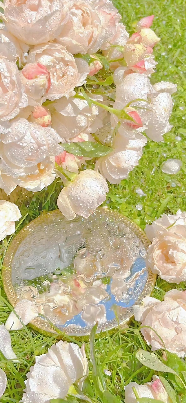 hình nền bông hoa hồng​ 1