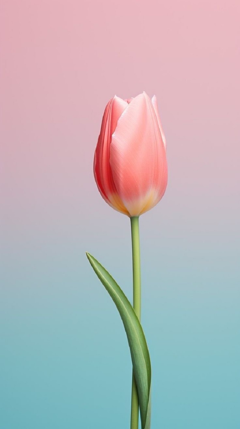hình nền iphone xs max hoa tulip