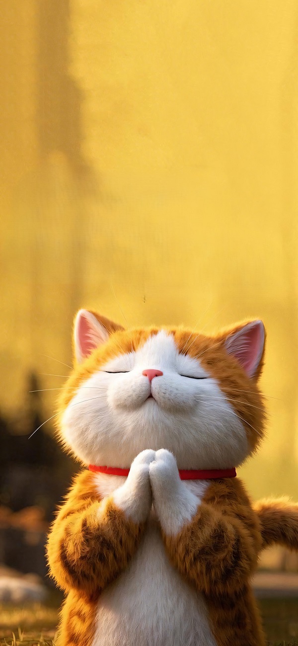 hình nền màu vàng cute hình chú mèo vàng chắp tay