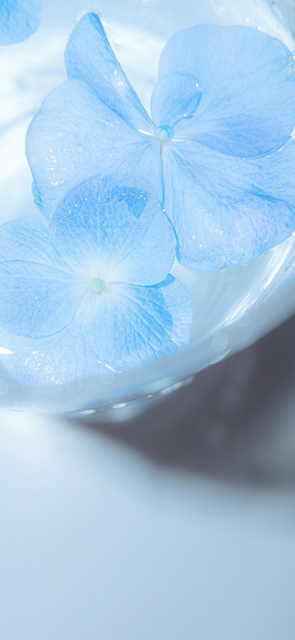 hình nền màu xanh dương​ hình ảnh bông hoa màu trắng