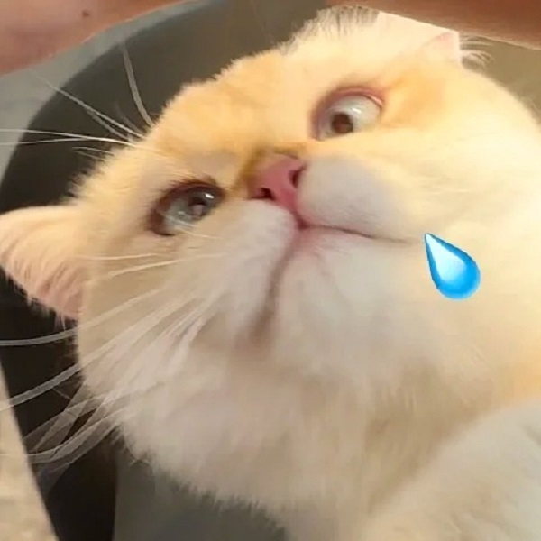 Meme mèo bựa chảy dãi