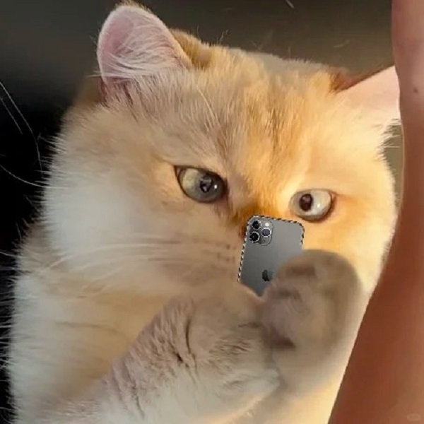 Meme mèo bựa mắt lác
