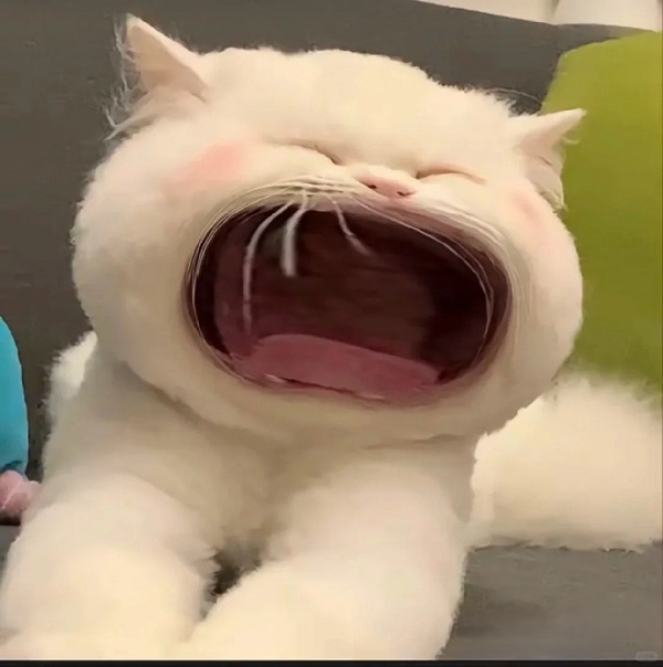 Meme mèo bựa ngoác mồm 