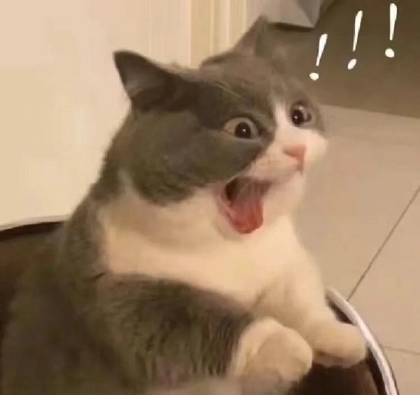 Meme mèo bựa gào mồm