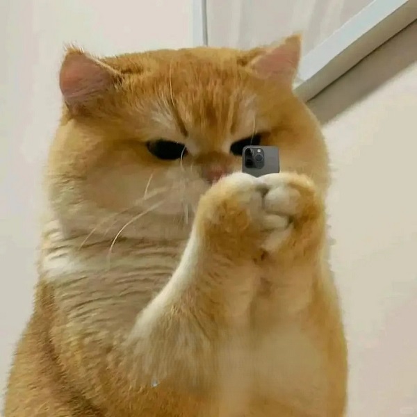 Meme mèo bựa béo chụp ảnh