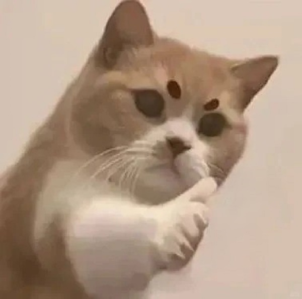 Meme mèo bựa like 2