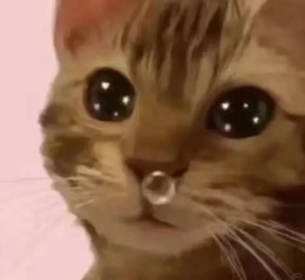 Meme mèo bựa chảy nước mũi bong bóng