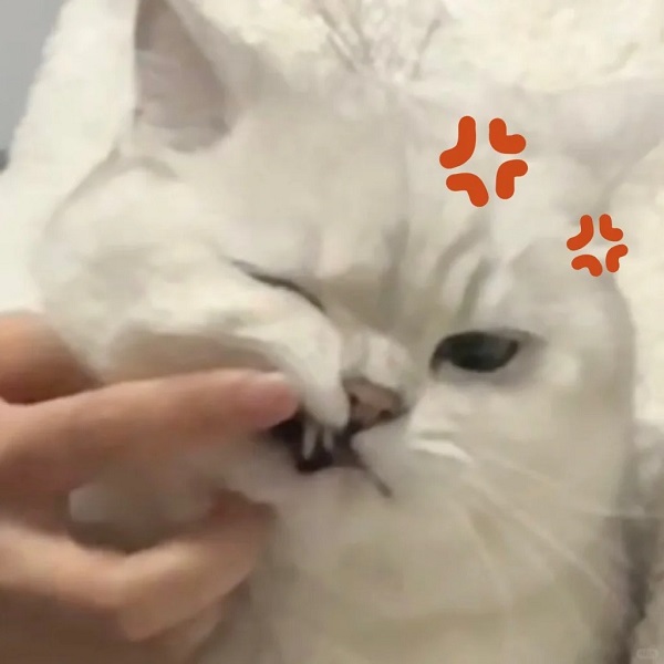 Meme mèo bựa tức giận