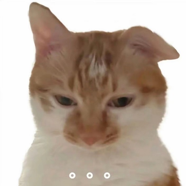 Meme mèo bựa suy nghĩ