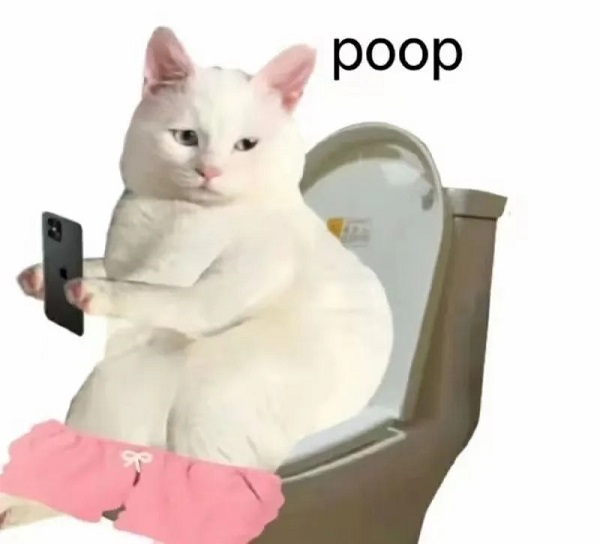Cười xỉu với 140+ Meme mèo bựa chất như nước cất
