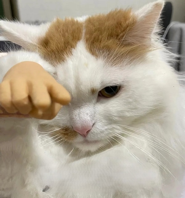 Meme mèo bựa chỉ tay