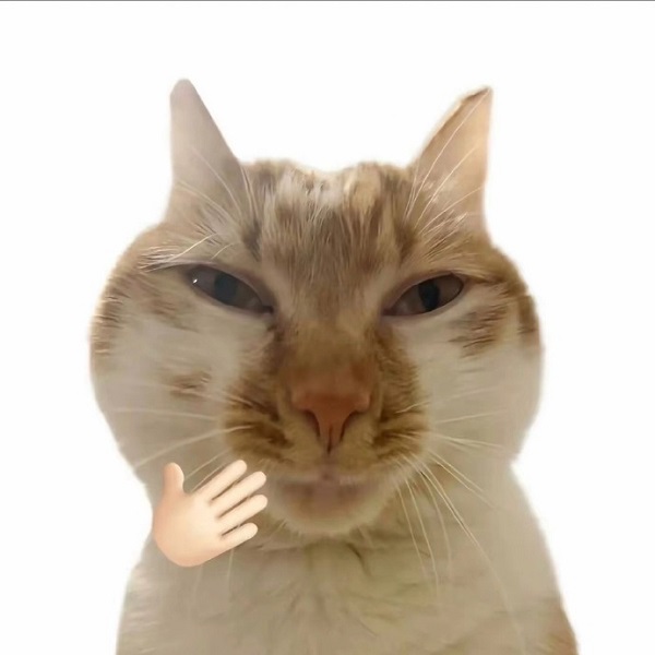 Meme mèo bựa che mồm