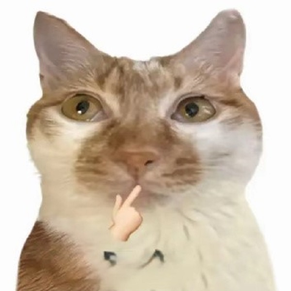 Meme mèo bựa suy nghĩ 1