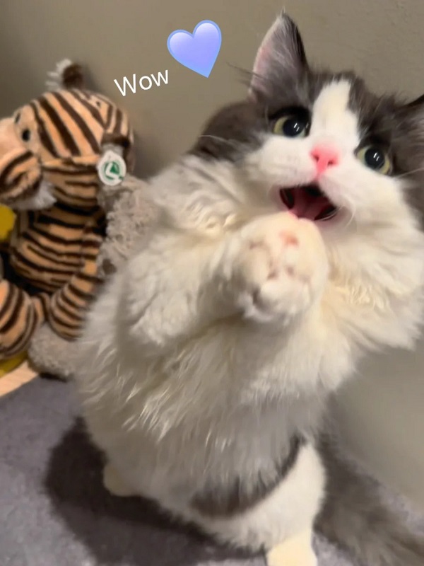 meme mèo cute 1