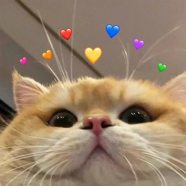 meme mèo cute 3