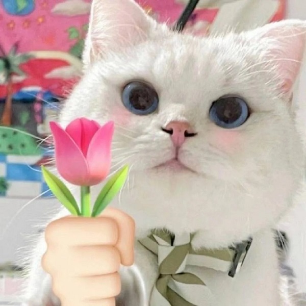 meme mèo cute tặng hoa tulip
