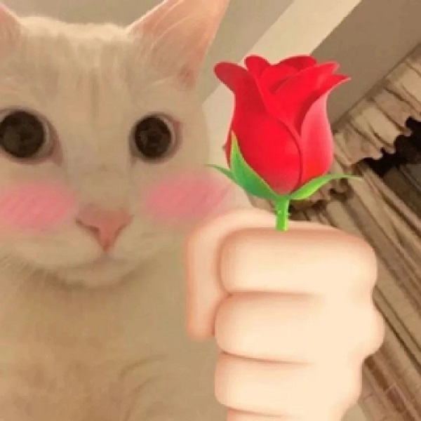 meme mèo cute tặng hoa hồng