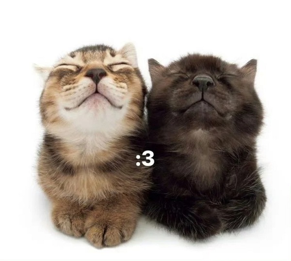 meme mèo cute nhắm mắt