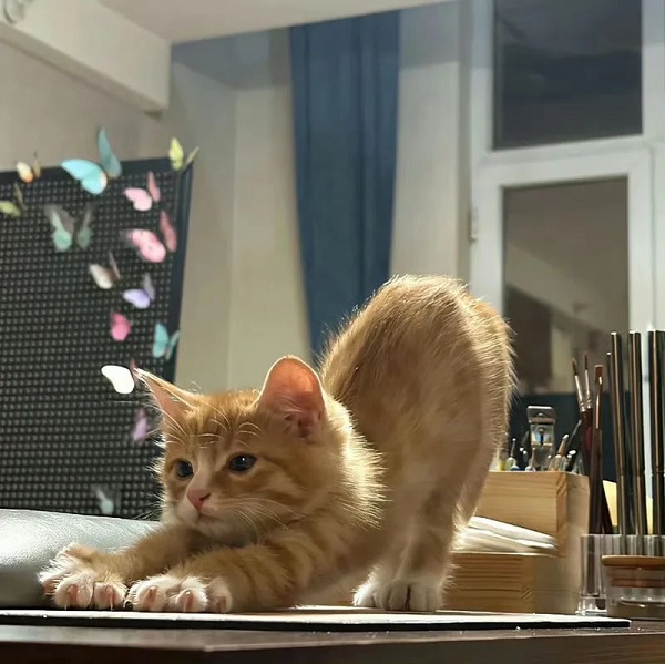 meme mèo cute cong mông