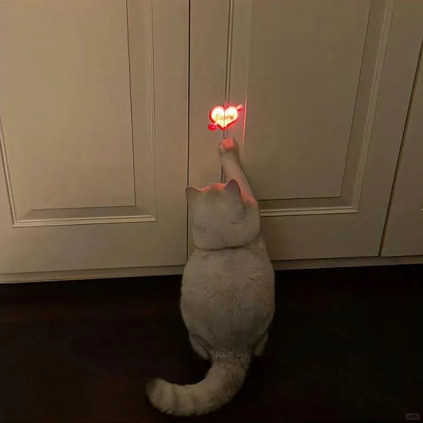 meme mèo cute chạm tay vào trái tim