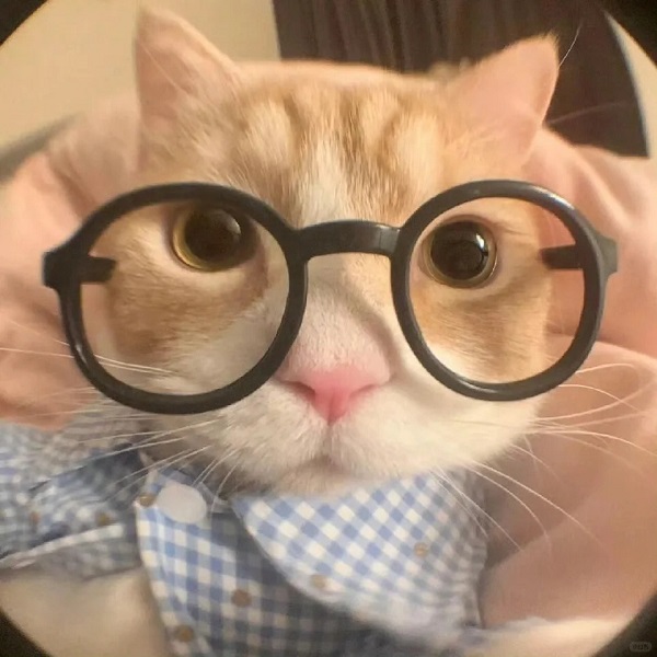 meme mèo cute đeo kính