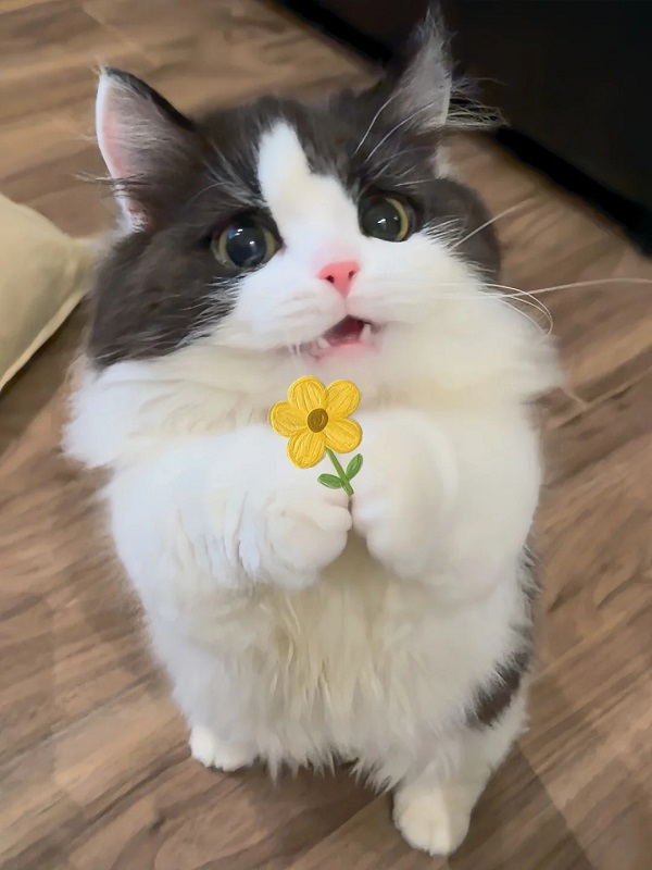 meme mèo cute cầm hoa