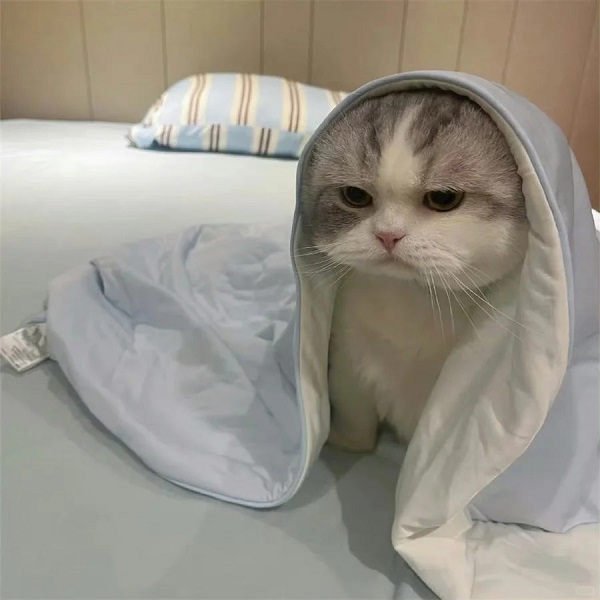 meme mèo cute chùm chăn