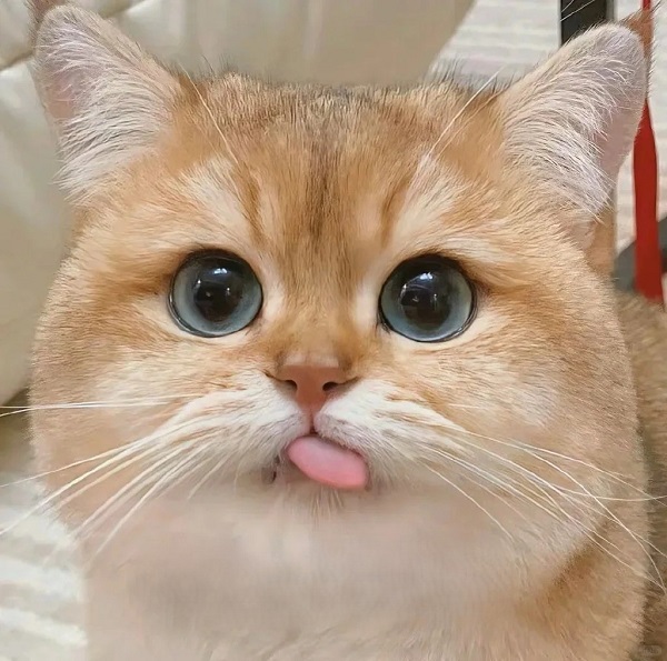 meme mèo cute lè lưỡi