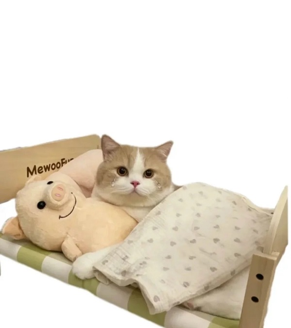 meme mèo cute nắm trên giường