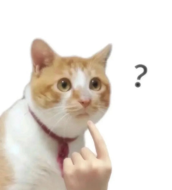 meme mèo cute hỏi chấm