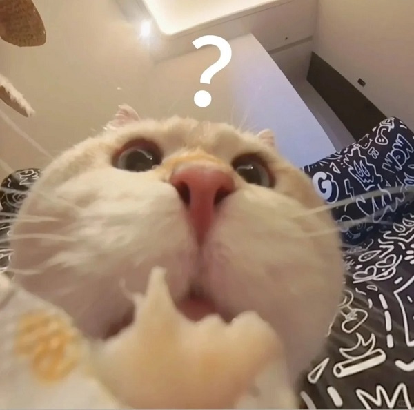 meme mèo cute hỏi chấm 2