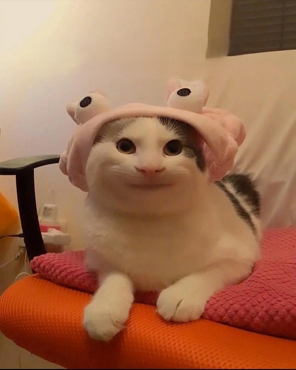 meme mèo cute 5