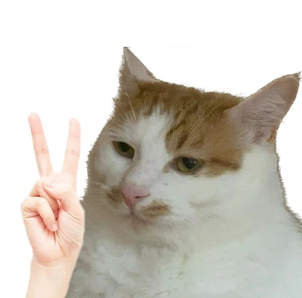 meme mèo cute 6