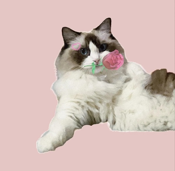 meme mèo cute 7