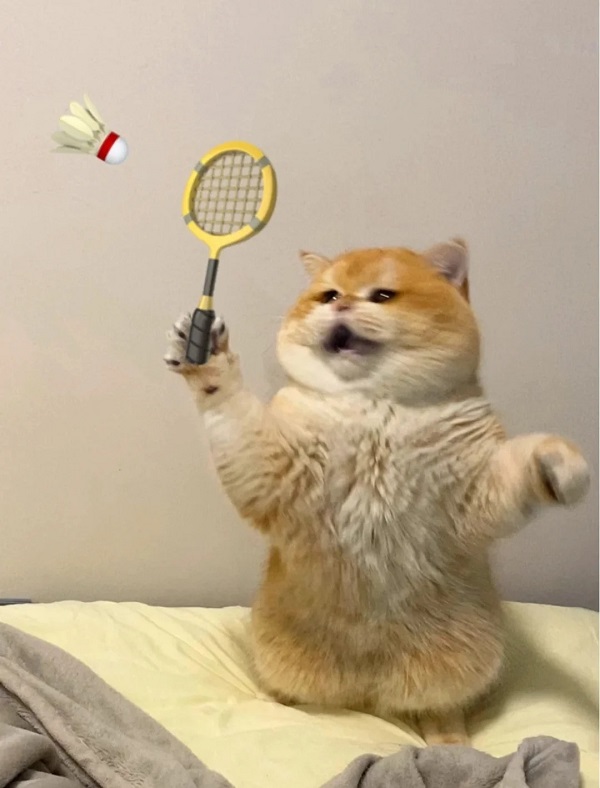 meme mèo cute đánh cầu lông