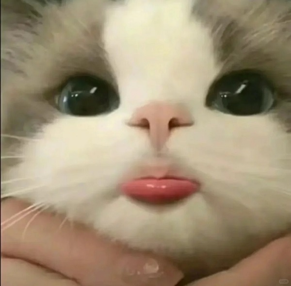 meme mèo cute lè lưỡi đáng yêu