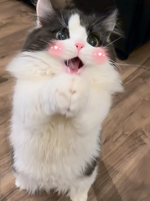 meme mèo cute má hồng