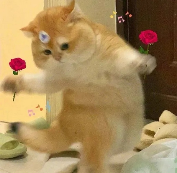 meme mèo cute cầm hoa hồng
