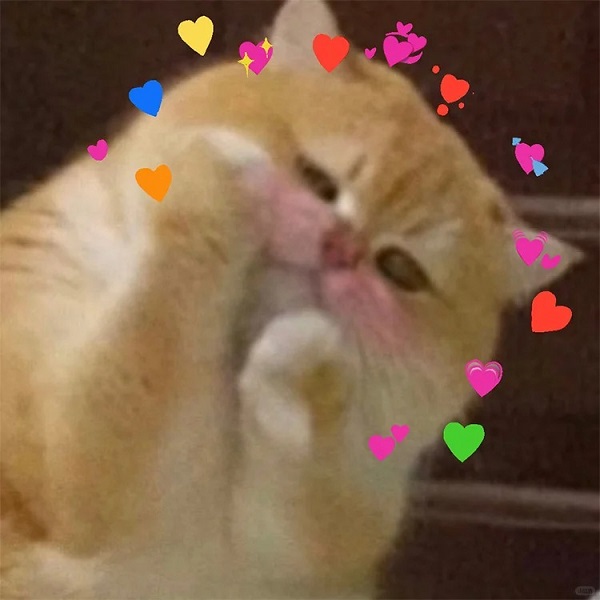 meme mèo cute che mặt