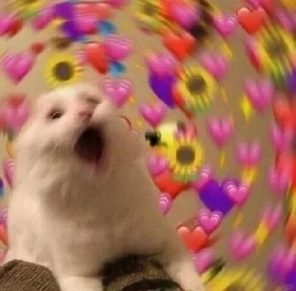 meme mèo cute bất ngờ