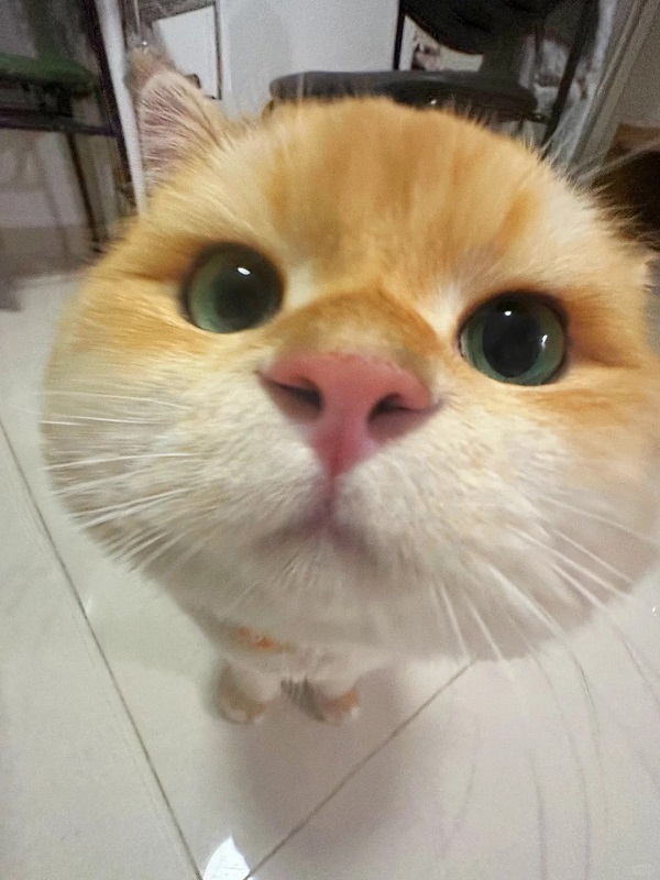 mèo meme cute