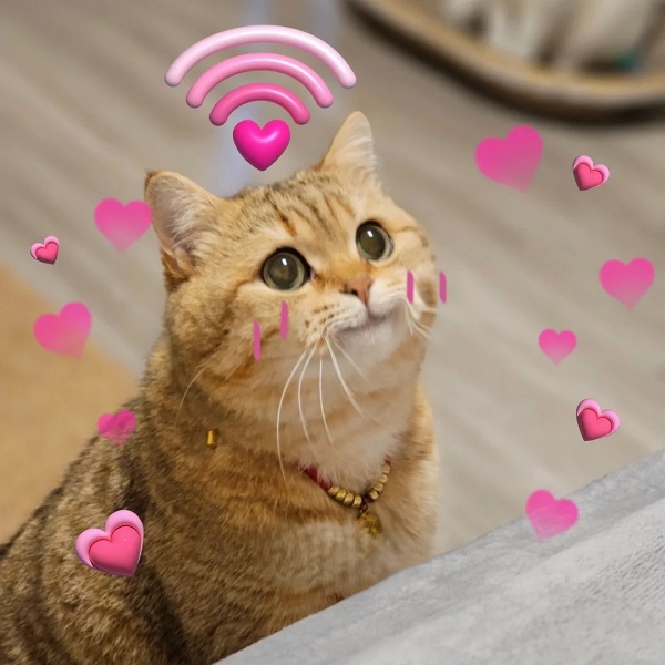 meme mèo cute trái tim hồng