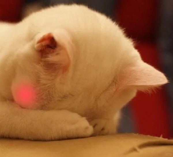 meme mèo cute ngại ngùng cúi mặt