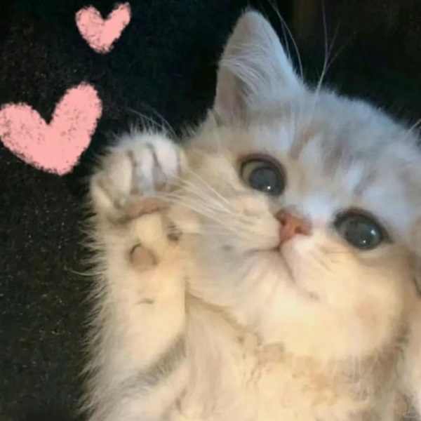 meme mèo cute đáng yêu nhất