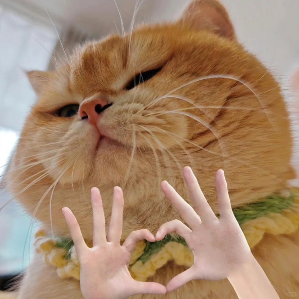 Tuyển tập 89+ Meme mèo cute viral đốn tim cộng đồng mạng